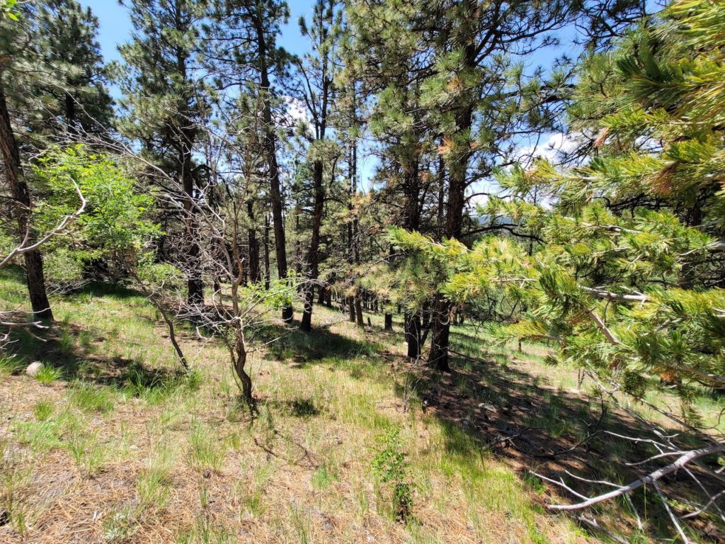 Your Cozy Cabin Awaits - A natures Lovers Dream in Colorado | Great Land Investments